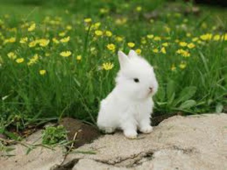 Oroszlánfejű törpenyúl